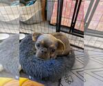 Small #1 Brussels Griffon-Poodle (Miniature) Mix
