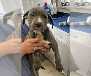 Mutt Dogs for adoption in Sterling, MA, USA