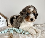 Small #3 Miniature Bernedoodle-Poodle (Miniature) Mix