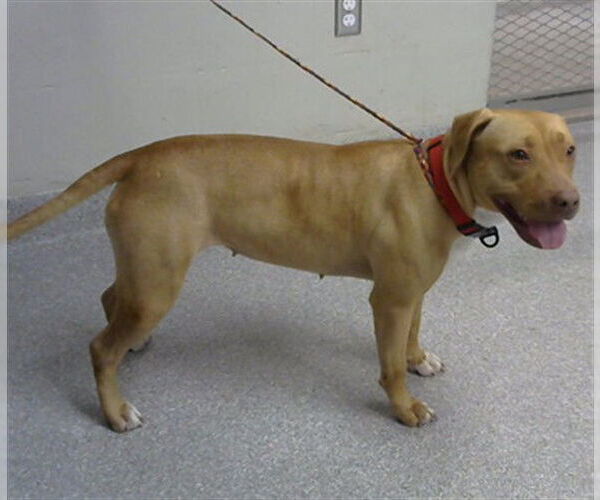 Medium Photo #1 American Pit Bull Terrier-Unknown Mix Puppy For Sale in Pasadena, TX, USA