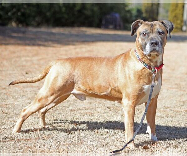 Medium Photo #3 Boxer-Unknown Mix Puppy For Sale in Rockaway, NJ, USA