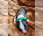 Small #3 Sheepadoodle