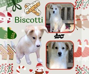 Mutt Dogs for adoption in Lindsay, CA, USA