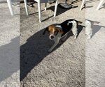 Small Photo #4 Beagle Puppy For Sale in Las Vegas, NV, USA