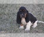 Small #2 Basset Hound