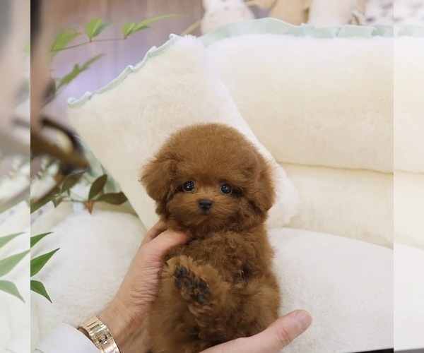 Medium Photo #1 Poodle (Toy) Puppy For Sale in PORTLAND, OR, USA