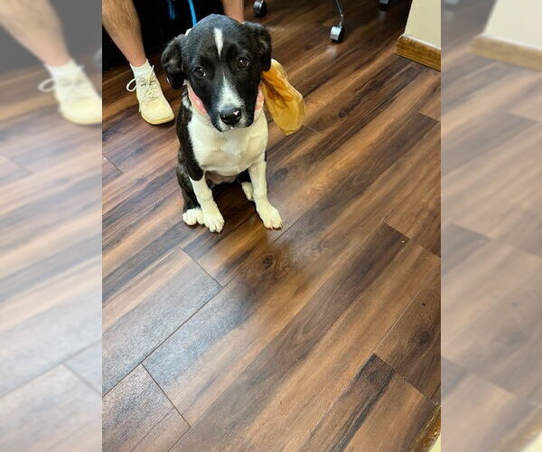 Medium Photo #2 Borador Puppy For Sale in Mt. Laurel, NJ, USA