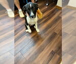 Small #1 Borador