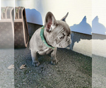 Small Photo #5 French Bulldog Puppy For Sale in ARLINGTON, WA, USA