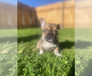 French Bulldog Puppy for sale in GERBER, CA, USA