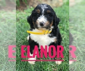 Bernedoodle Puppy for Sale in BOWLING GREEN, Kentucky USA