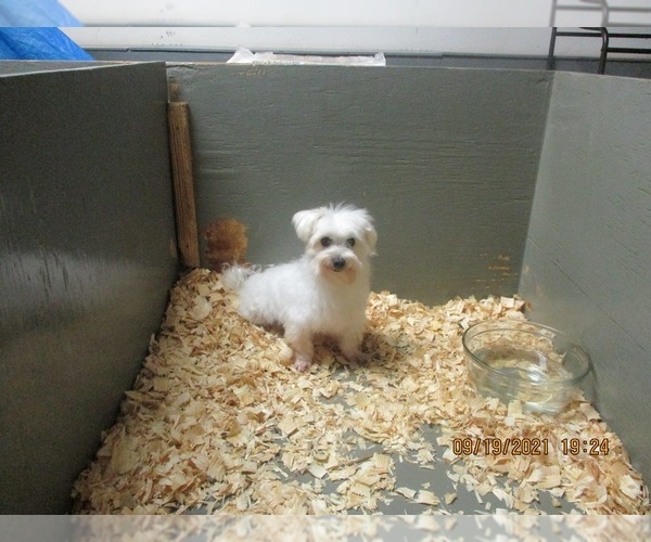 Medium Photo #2 Maltese Puppy For Sale in CARROLLTON, GA, USA