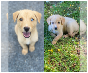 German Shepherd Dog-Golden Labrador Mix Puppy for sale in NEWARK, DE, USA