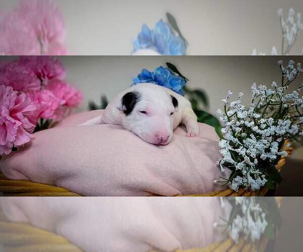 Medium Photo #4 Bull Terrier Puppy For Sale in VANCOUVER, WA, USA