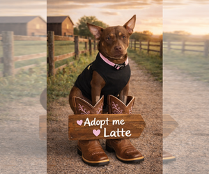 Chihuahua-Unknown Mix Dogs for adoption in Euless, TX, USA