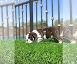 Small #8 English Bulldog