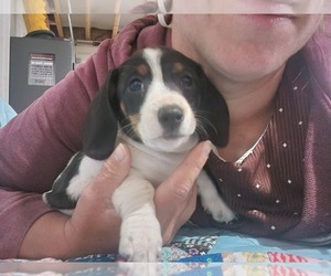 Dachshund Litter for sale in GREENWOOD, WI, USA