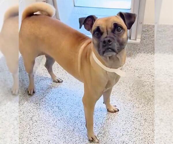 Medium Photo #2 Pug-Unknown Mix Puppy For Sale in Houston, TX, USA