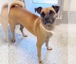 Small #1 Pug Mix