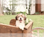 Small #4 Cavapoo