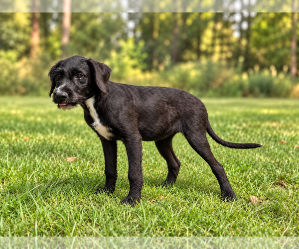Medium Photo #3 Miniature Labradoodle Puppy For Sale in PIPE CREEK, TX, USA