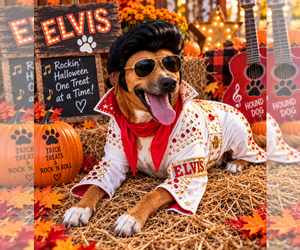 Elvis - Male Mutt Dog for Adoption - Photo #2