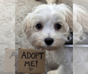 Walker - Male Maltese Dog for Adoption - Photo #5