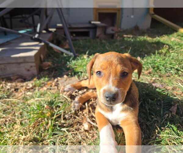 Medium Photo #3 Labrador Retriever-Unknown Mix Puppy For Sale in Lakewood, CO, USA