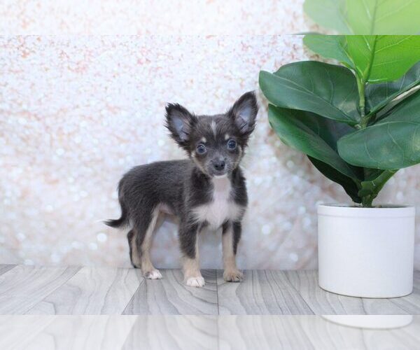 Medium Photo #1 Chihuahua Puppy For Sale in MARIETTA, GA, USA