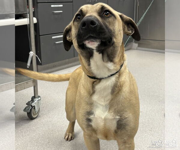 Medium Photo #3 Mutt Puppy For Sale in Washington, DC, USA