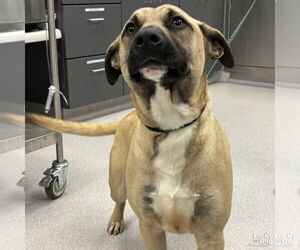 Mutt Dogs for adoption in Washington, DC, USA