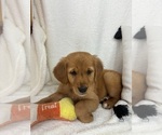 Image preview for Ad Listing. Nickname: Ginger