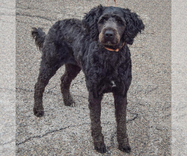 Medium Photo #2 Mutt Puppy For Sale in Huntley, IL, USA