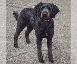 Sage - Female Mutt Dog for Adoption - Photo #2