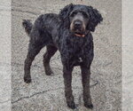 Small Photo #2 Mutt Puppy For Sale in Huntley, IL, USA