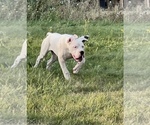 Small Photo #3 Dogo Argentino Puppy For Sale in COEUR D ALENE, ID, USA