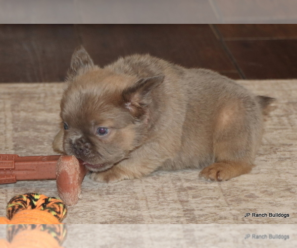 Medium Photo #8 French Bulldog Puppy For Sale in WINNSBORO, TX, USA
