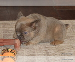 Small #7 French Bulldog