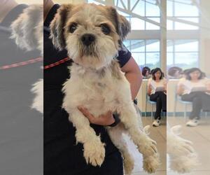 Shih Tzu Dogs for adoption in San Antonio, TX, USA
