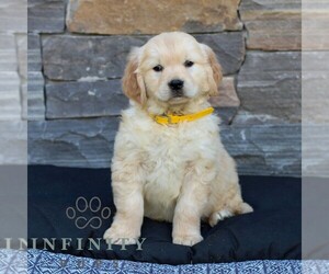 Golden Retriever Puppy for sale in LITITZ, PA, USA