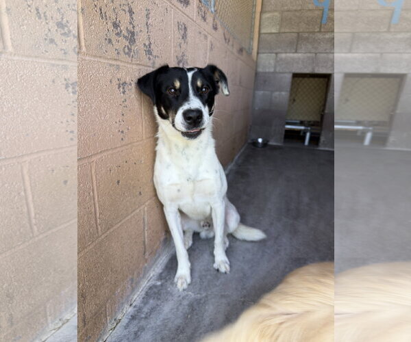 Medium Photo #1 Border Collie-Unknown Mix Puppy For Sale in Las Vegas, NM, USA
