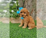 Small #2 Goldendoodle