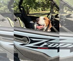 Small #1 Basset Hound Mix