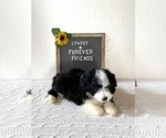 Small Photo #4 Aussiedoodle Miniature  Puppy For Sale in BLOOMFIELD, IN, USA