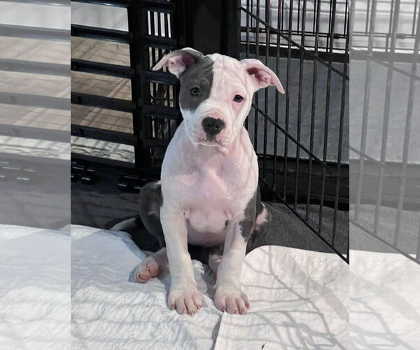 Medium Photo #1 Mutt Puppy For Sale in Spotsylvania, VA, USA