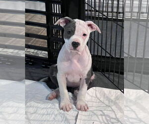 Mutt Dogs for adoption in Spotsylvania, VA, USA