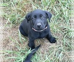 Small #19 Labrador Retriever