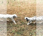 Small Photo #3 Dalmatian Puppy For Sale in LINCOLNTON, GA, USA