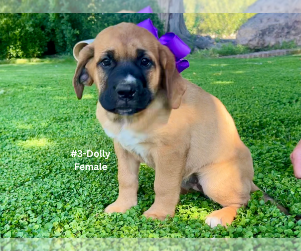 Medium Photo #9 American Mastiff-Saint Bernard Mix Puppy For Sale in HATCH, NM, USA