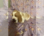 Small Photo #5 Basset Hound Puppy For Sale in GREENLEAF, WI, USA
